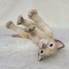 Котенок Люмо