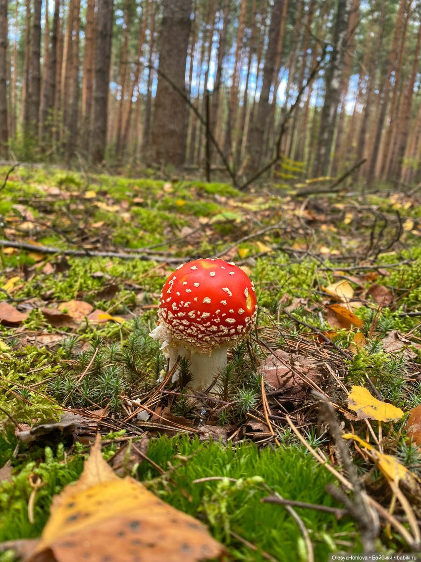 Волшебник дедушка мухомор 🍄 (фото 3)