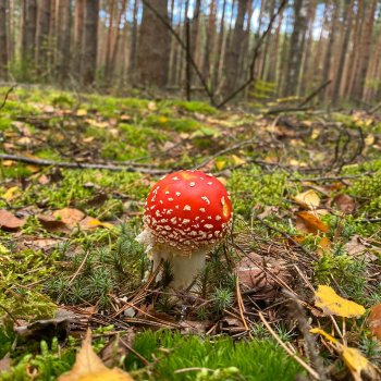 Волшебник дедушка мухомор 🍄