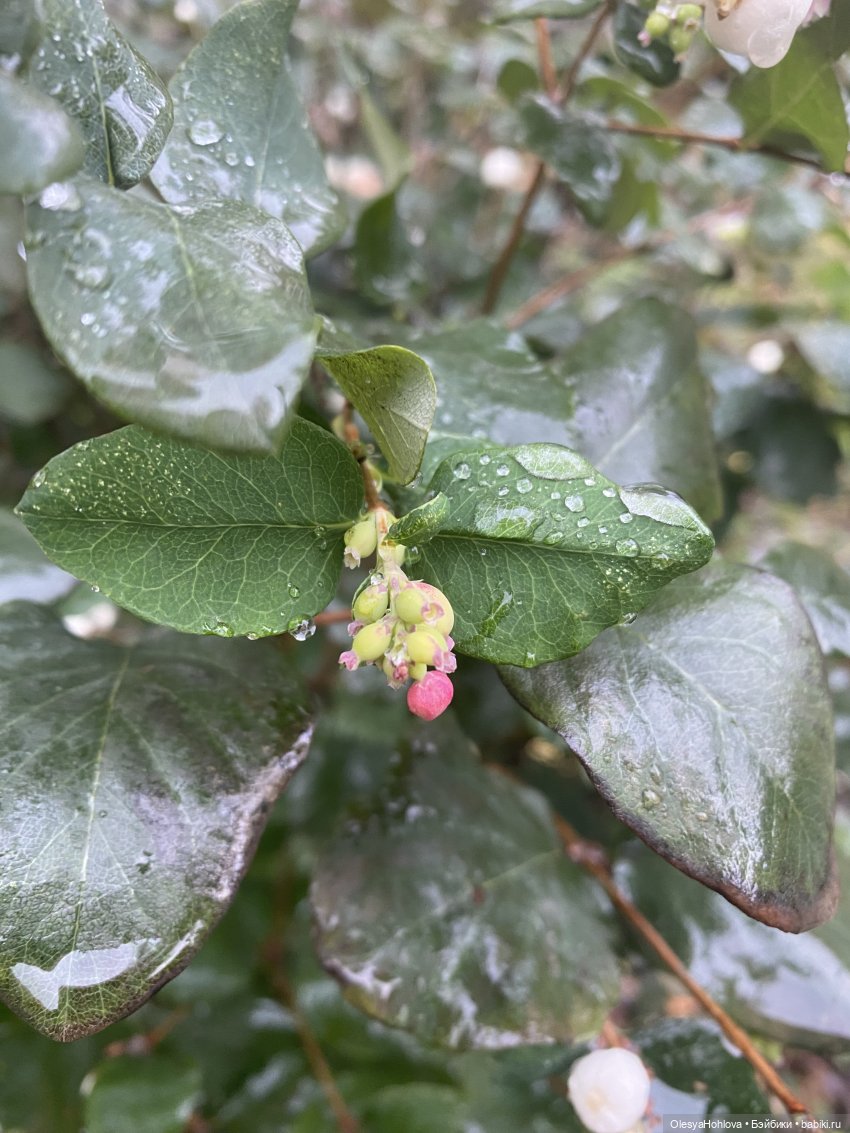 Осень 🍂 — Авторские шарнирные куклы своими руками: лепка (фото 6)