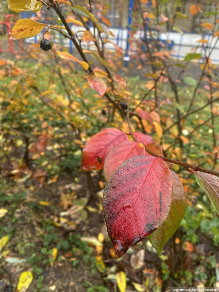 Осень 🍂 — Авторские шарнирные куклы своими руками: лепка (фото 7)