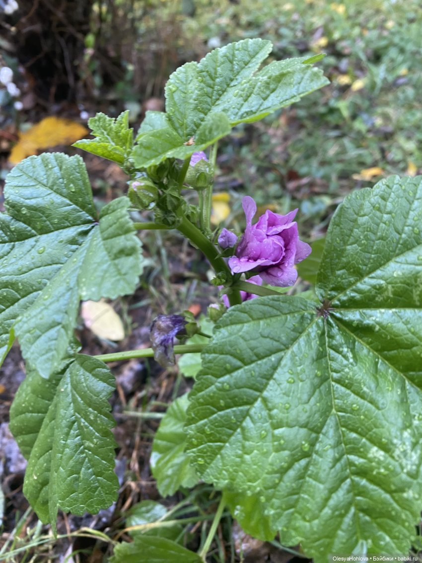 Осень 🍂 — Авторские шарнирные куклы своими руками: лепка (фото 8)