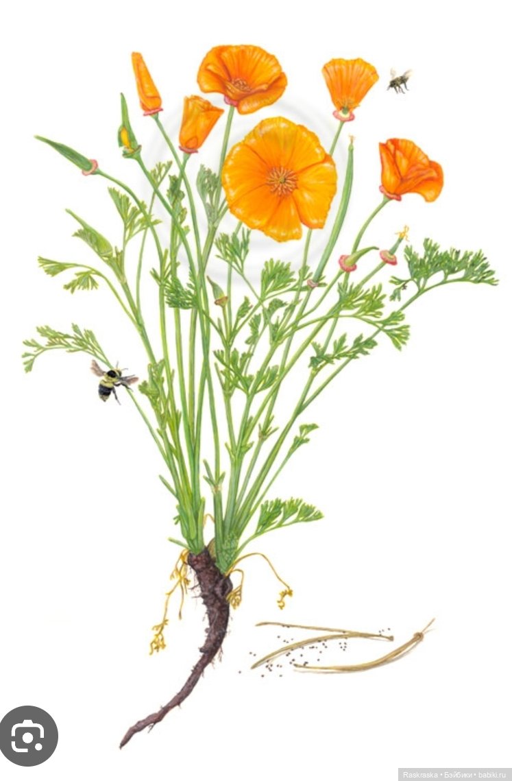 Подиумная Поппи Ну классная же - потому и поселилась Poppy Rowan Runway Series Rainbow High (фото 2)