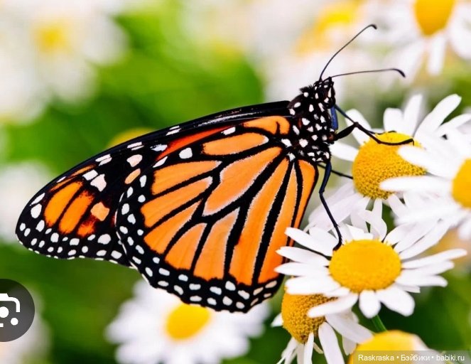 Подиумная Поппи Ну классная же - потому и поселилась Poppy Rowan Runway Series Rainbow High (фото 4)