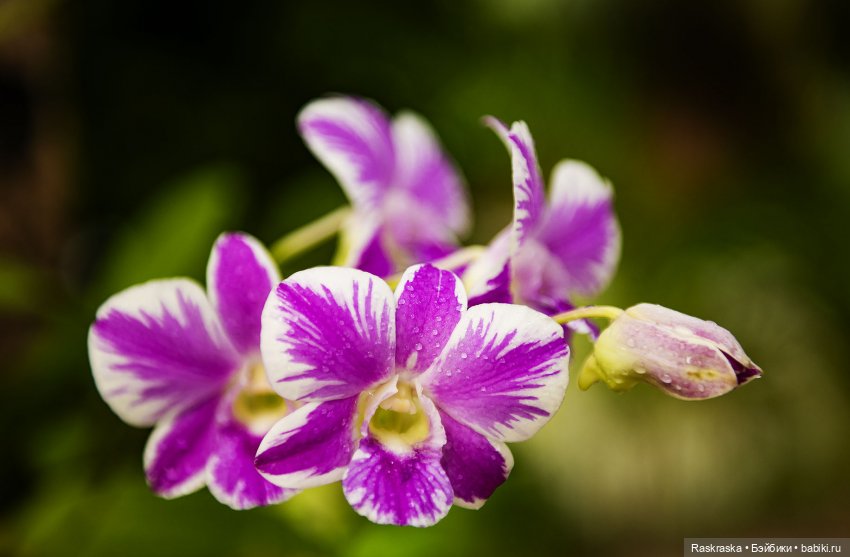 Кто хочет полюбоваться орхидейками (фото 2)