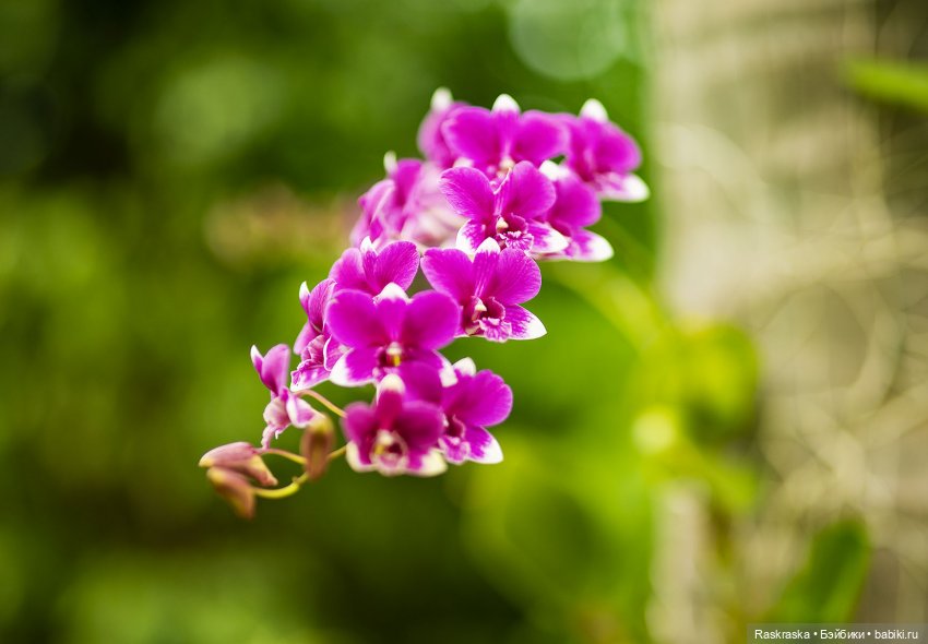 Кто хочет полюбоваться орхидейками (фото 10)