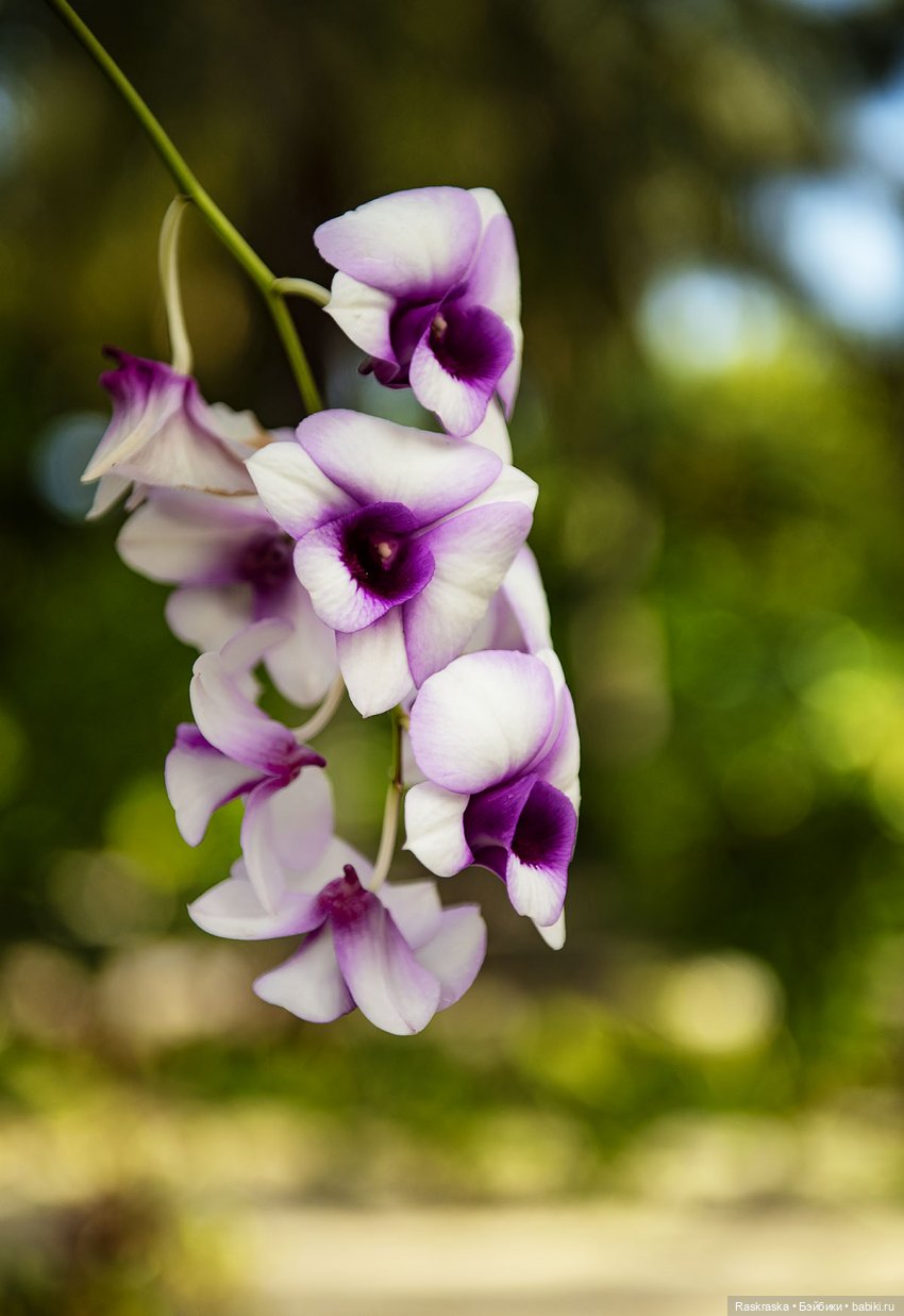 Кто хочет полюбоваться орхидейками (фото 5)