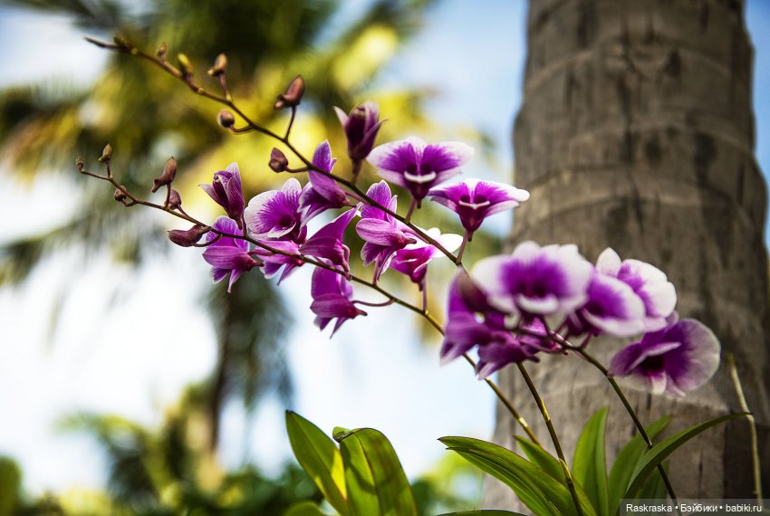 Кто хочет полюбоваться орхидейками (фото 6)