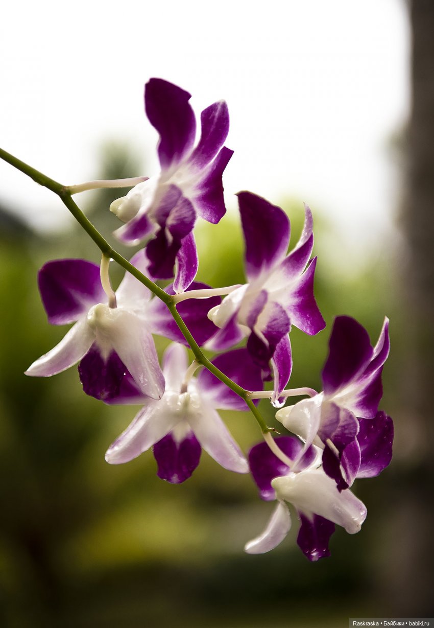 Кто хочет полюбоваться орхидейками (фото 3)