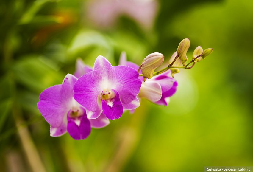 Кто хочет полюбоваться орхидейками (фото 8)