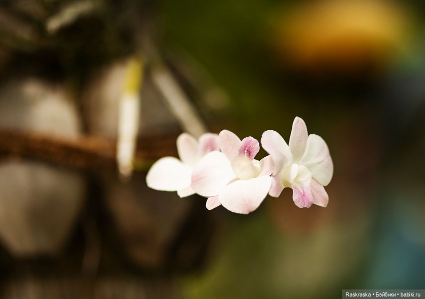 Кто хочет полюбоваться орхидейками