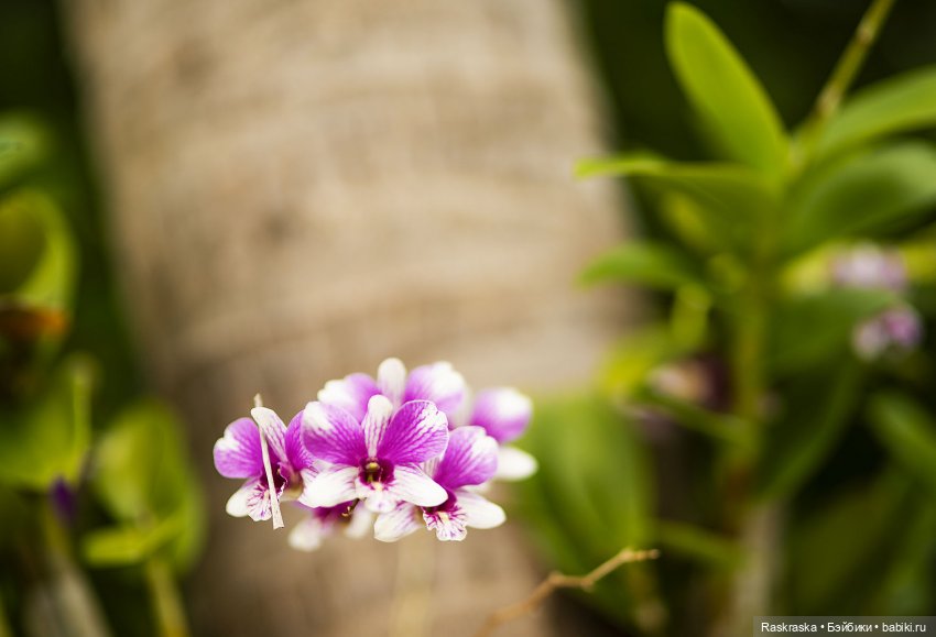 Кто хочет полюбоваться орхидейками (фото 9)