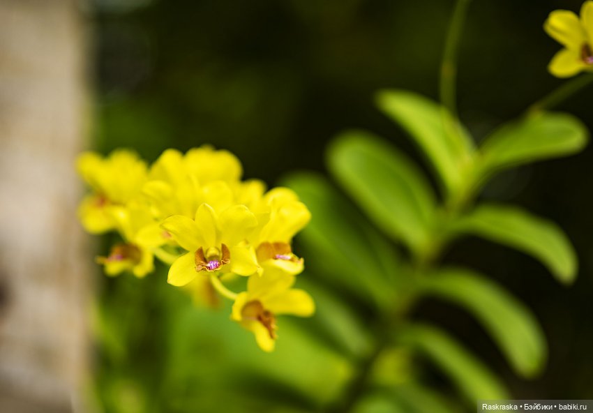 Кто хочет полюбоваться орхидейками