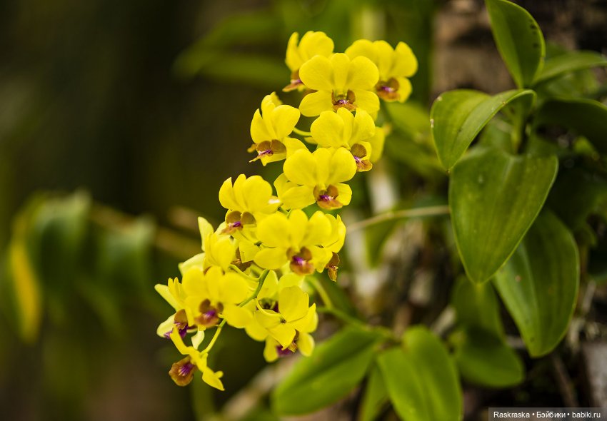 Кто хочет полюбоваться орхидейками