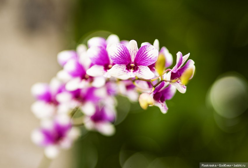 Кто хочет полюбоваться орхидейками