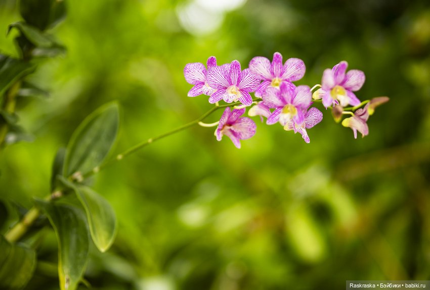 Кто хочет полюбоваться орхидейками
