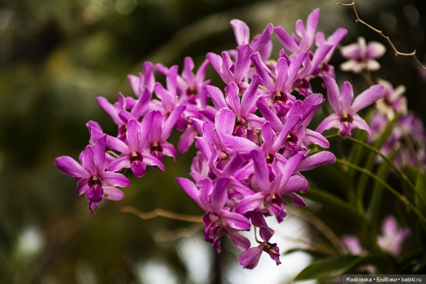 Кто хочет полюбоваться орхидейками (фото 4)