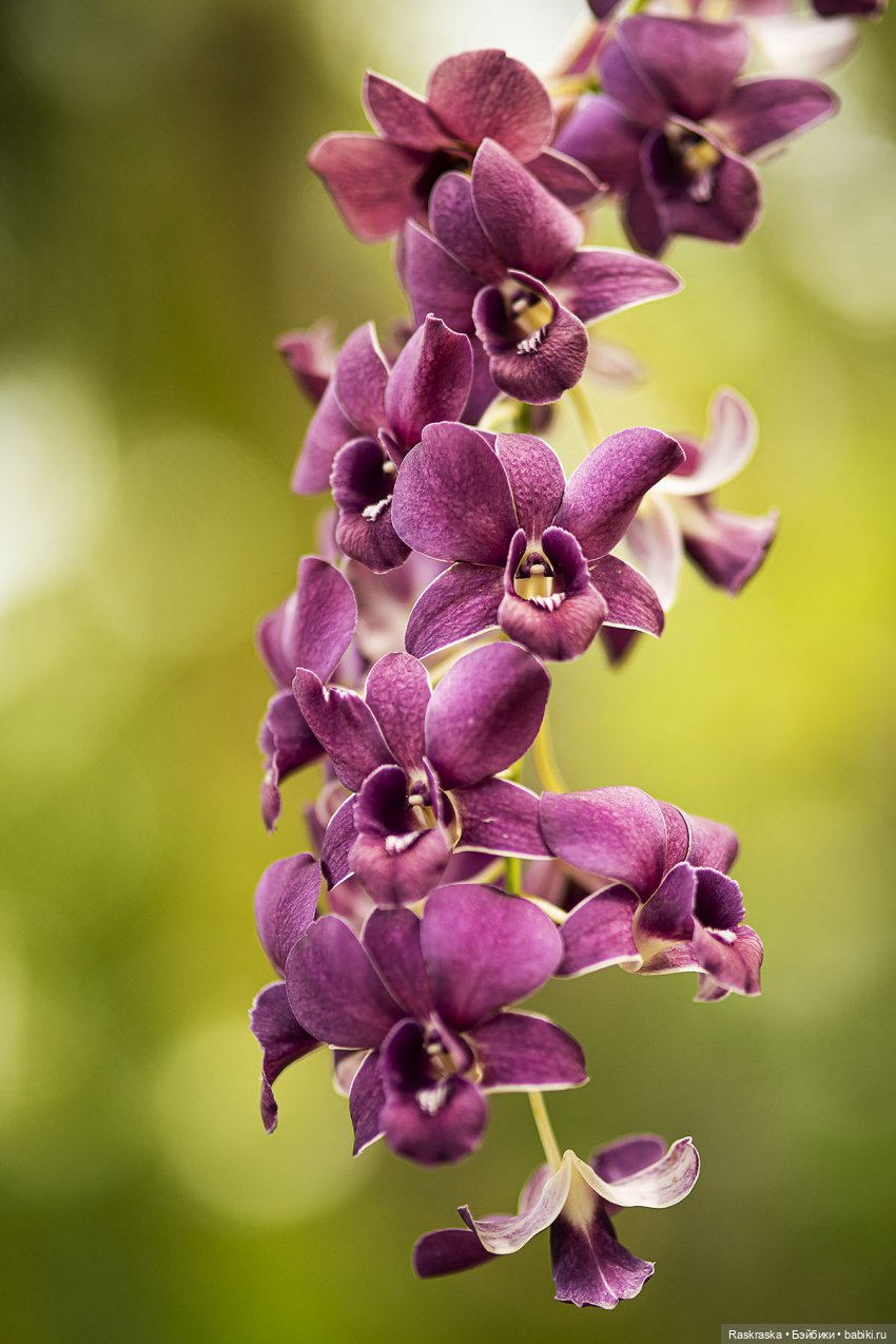 Кто хочет полюбоваться орхидейками