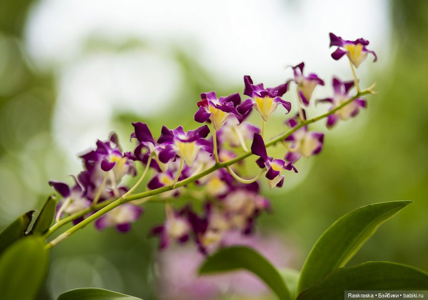 Кто хочет полюбоваться орхидейками (фото 7)