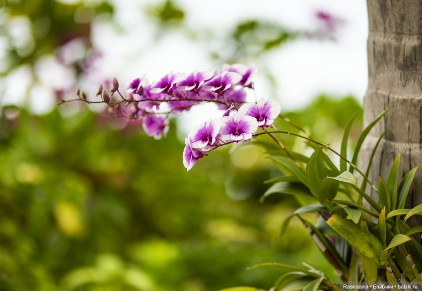 Кто хочет полюбоваться орхидейками