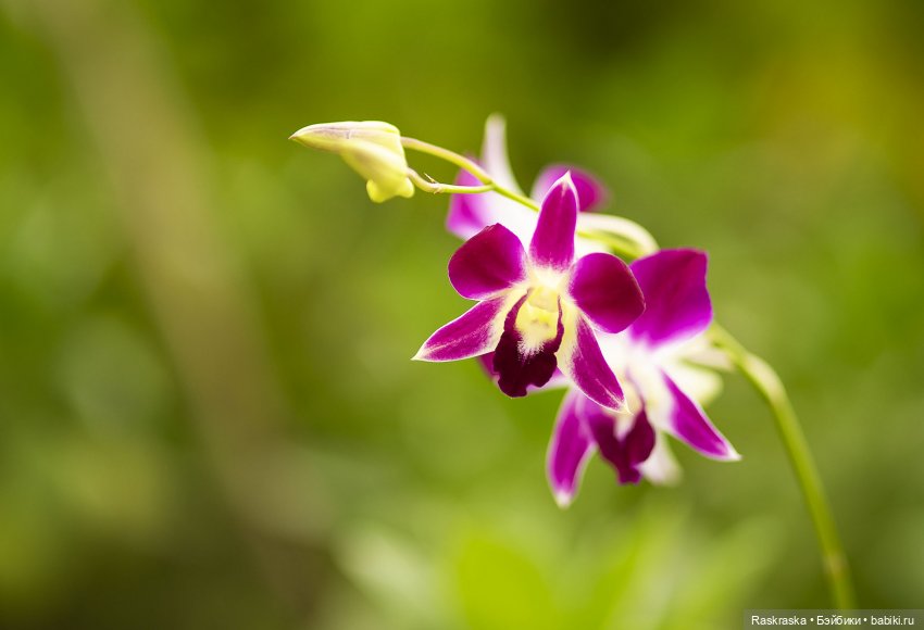 Кто хочет полюбоваться орхидейками