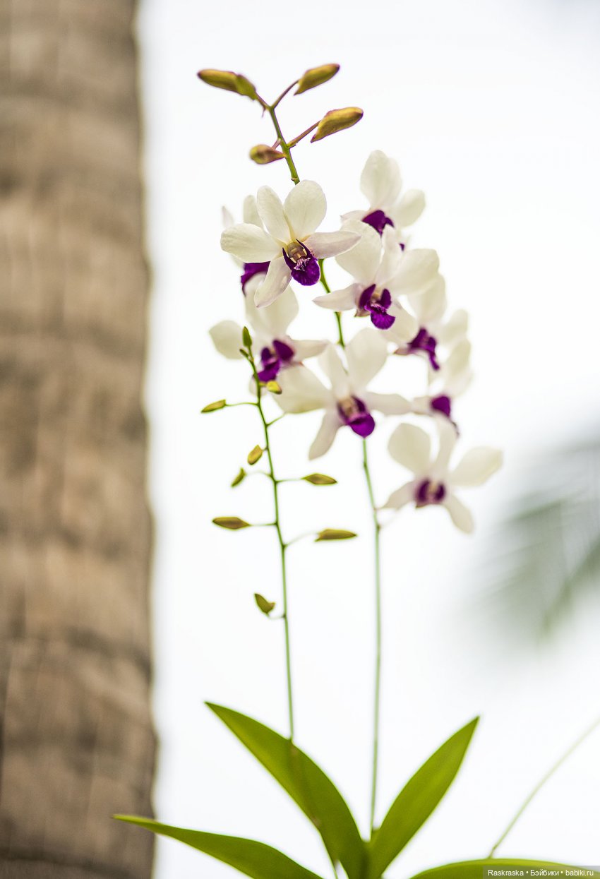 Кто хочет полюбоваться орхидейками