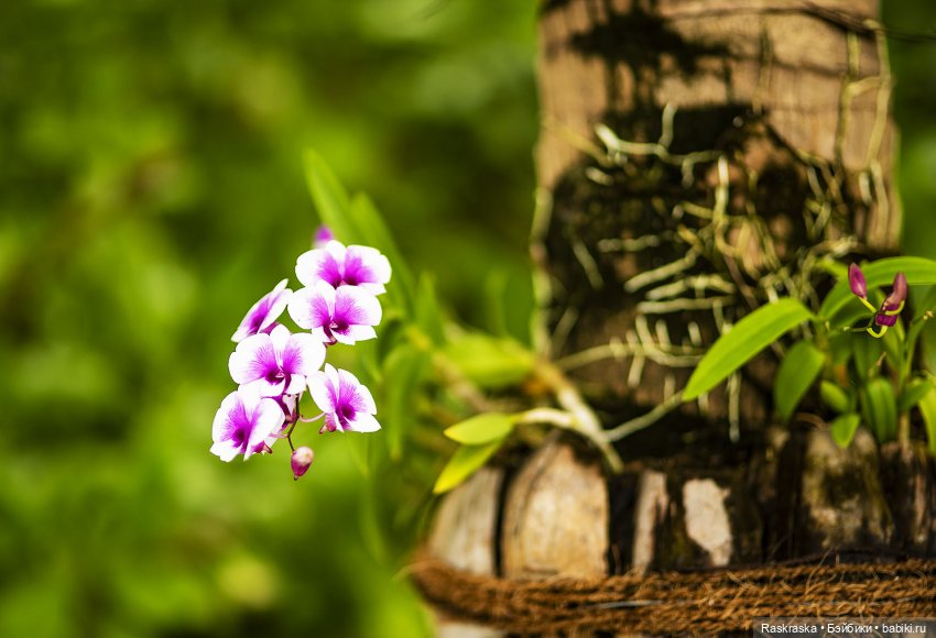 Кто хочет полюбоваться орхидейками
