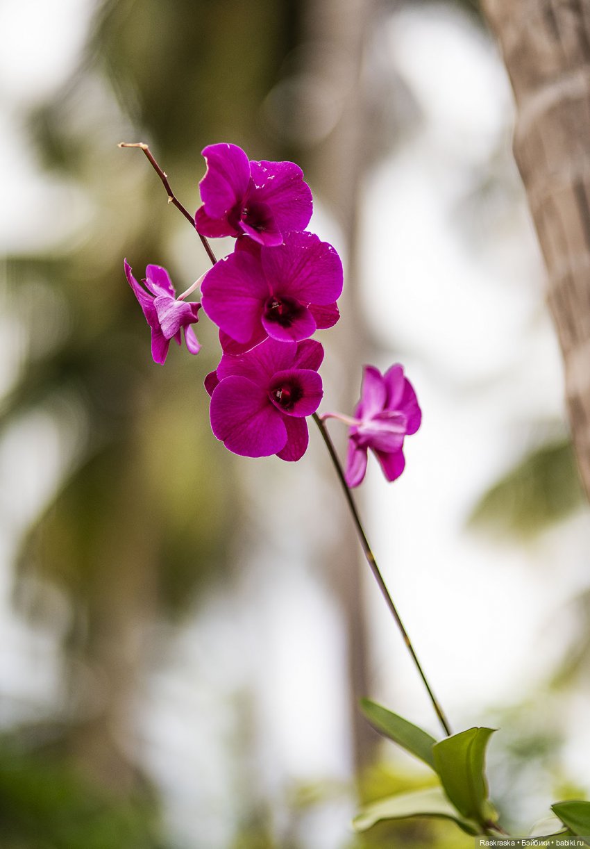 Кто хочет полюбоваться орхидейками