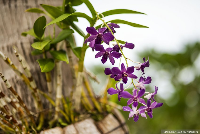 Кто хочет полюбоваться орхидейками