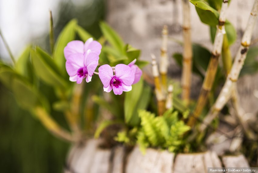 Кто хочет полюбоваться орхидейками