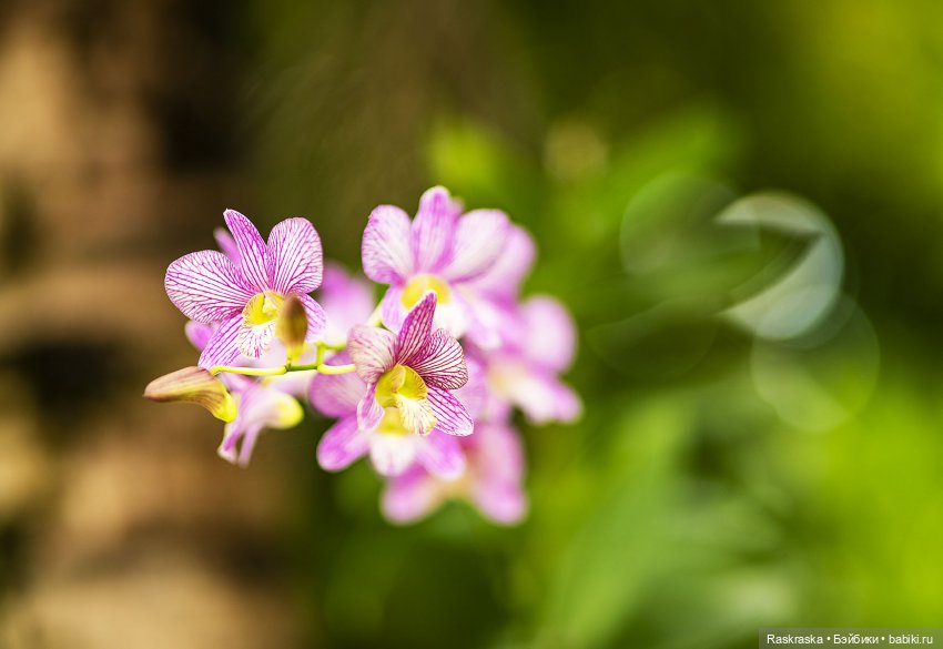 Кто хочет полюбоваться орхидейками
