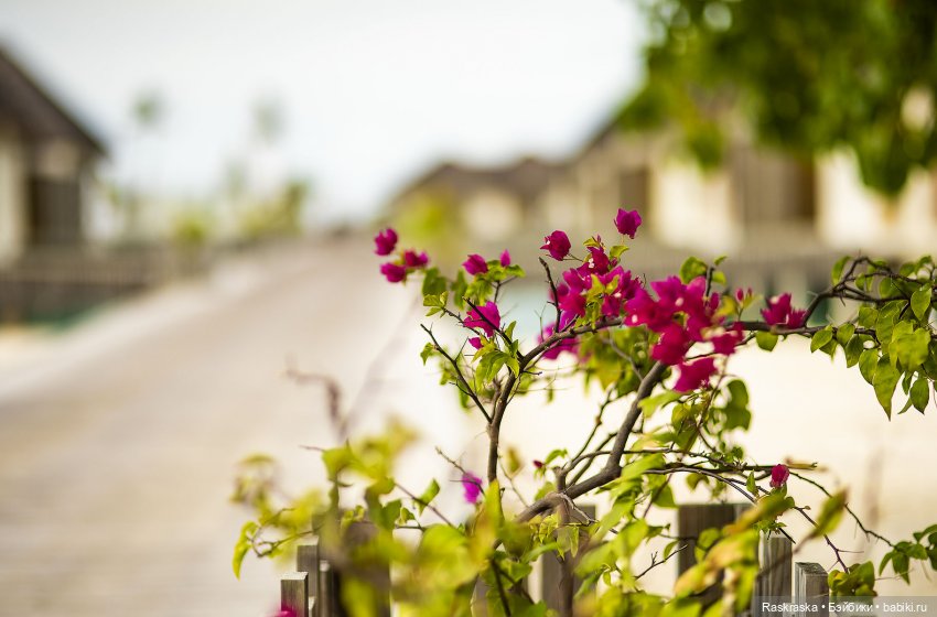 Летние фото на память часть 3 - надо же как-то переживать серость за окном