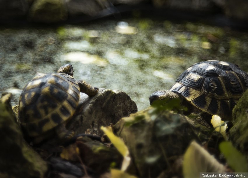 Lottie провожает осень | Бэйбики Lottie провожает осень — Куклы Lottie (Лотти): Arklu (фото 6)