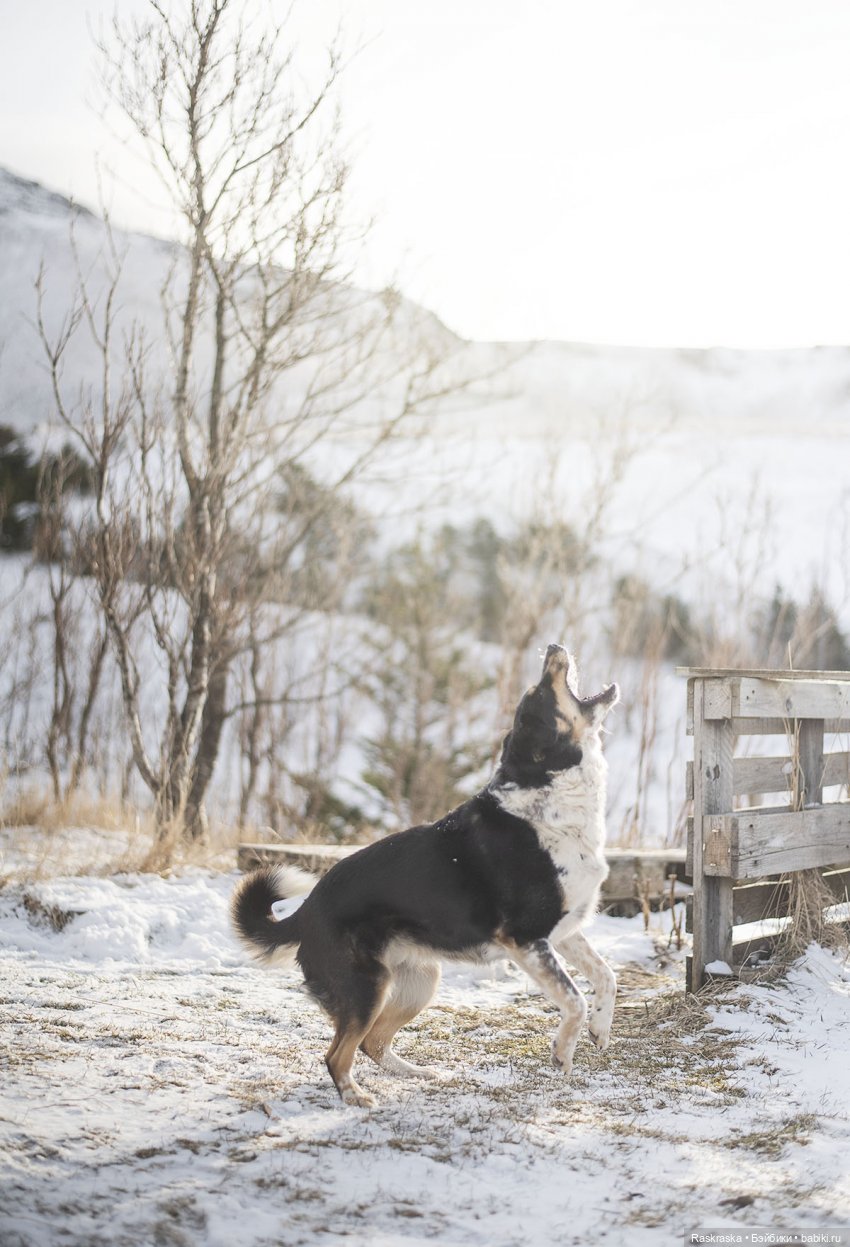 Ледяная Царица всея Исландии ❄️ (часть номер один)