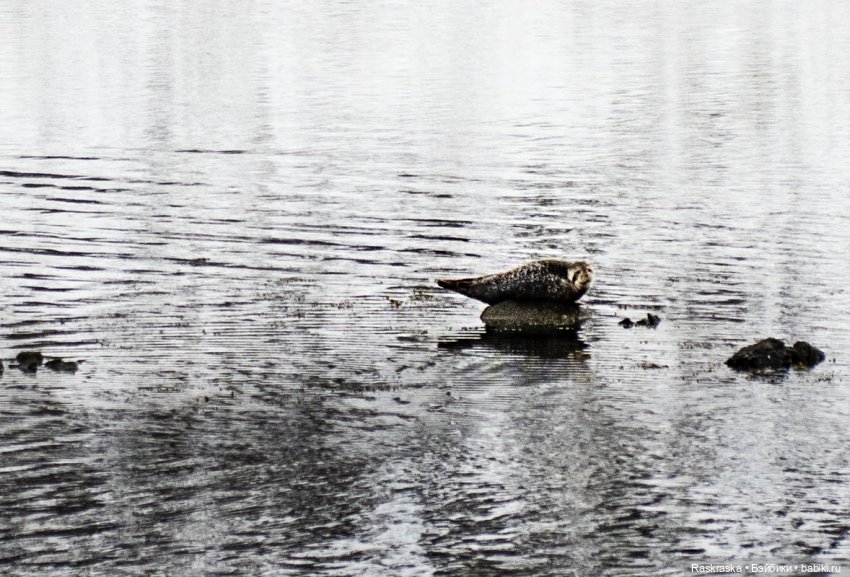 Исландская сага - часть третья и заключительная