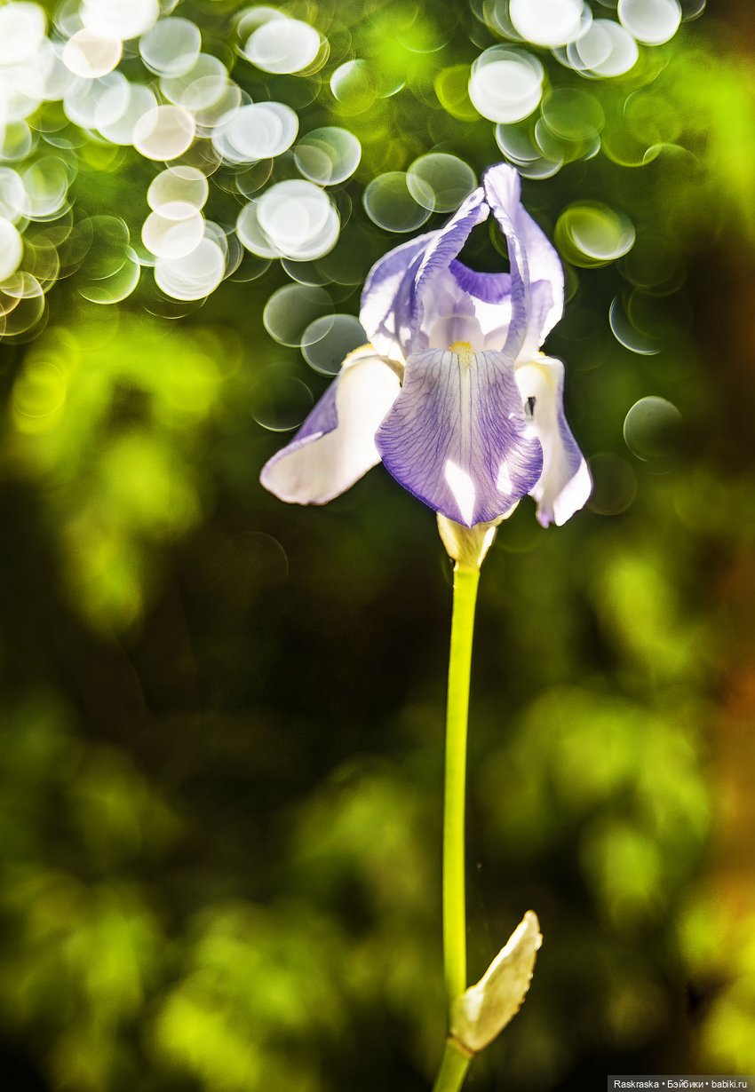 Весенние малышки Келли (они не Келли на самом деле но это ведь одна и та же компания (фото 9)