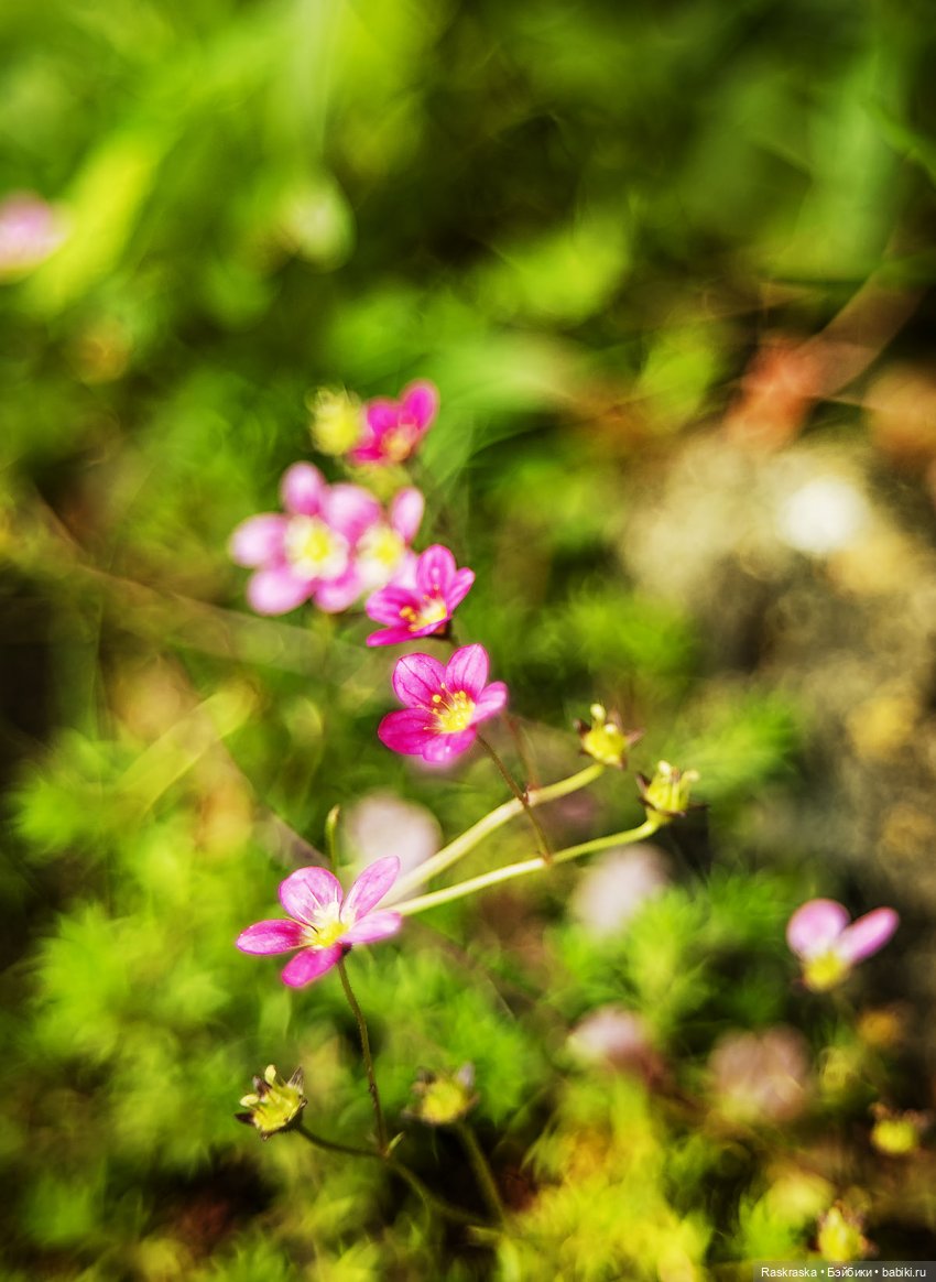 Весенние малышки Келли (они не Келли на самом деле но это ведь одна и та же компания (фото 6)