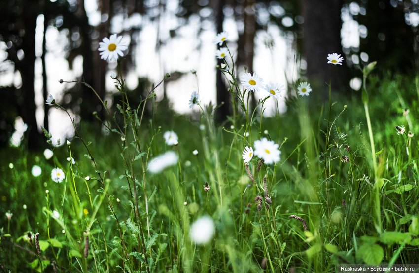 Малышки Лори, их собаки и мотоцикл