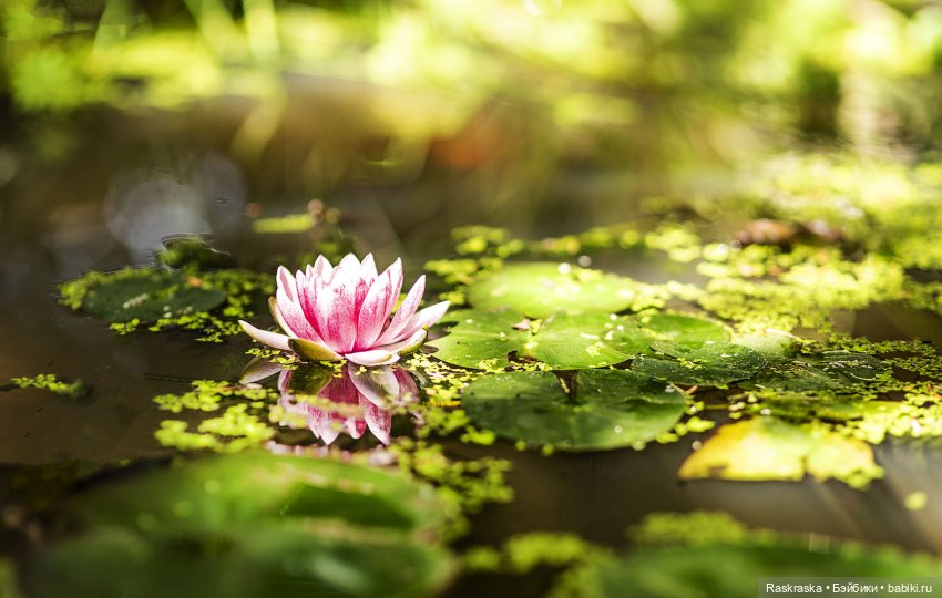 И снова Kathe Kruse :) — Куклы Kathe Kruse (Кате/Кэте Крузе): фото (фото 8)