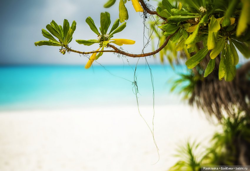 Волшебное Лето - 1 - начало