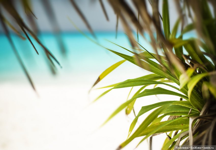 Волшебное Лето - 1 - начало