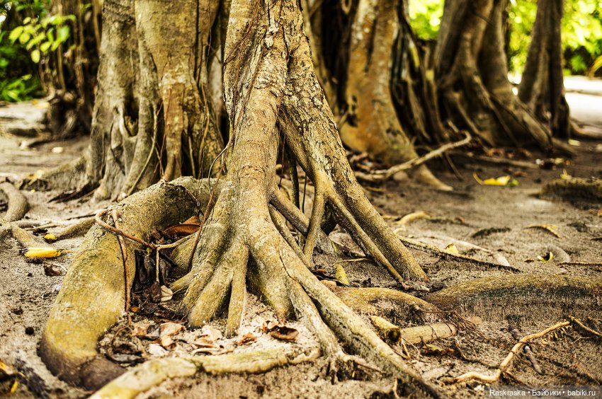 Волшебное Лето - 2 - встреча