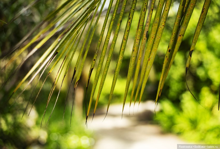 Волшебное Лето - 2 - встреча