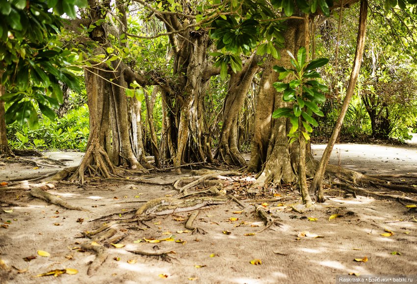 Волшебное Лето - 2 - встреча