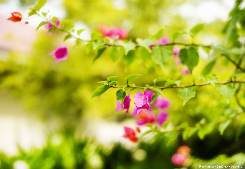 Волшебное Лето - 2 - встреча