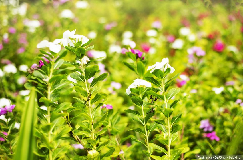 Волшебное Лето - 2 - встреча