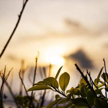 Волшебное Лето - 3 - закатное