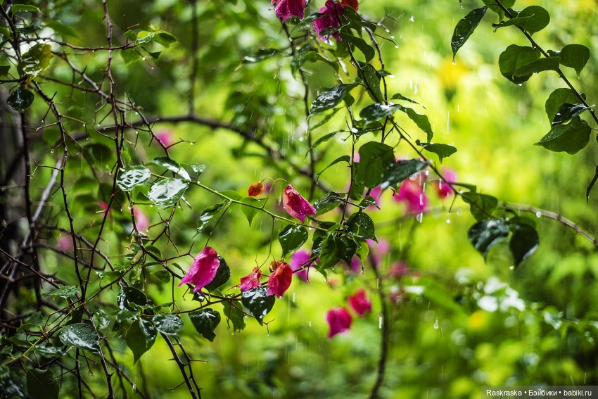 Волшебное Лето - 5 - красавица Ванесса (фото 7)