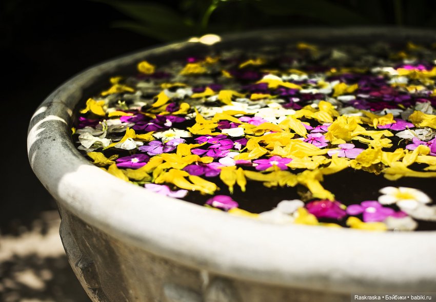 Волшебное Лето - 5 - красавица Ванесса