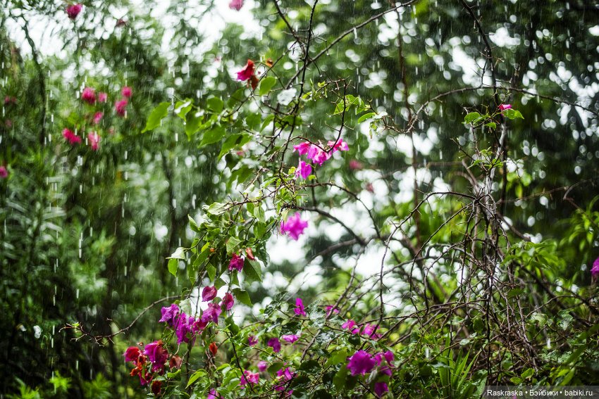 Волшебное Лето - 5 - красавица Ванесса (фото 6)